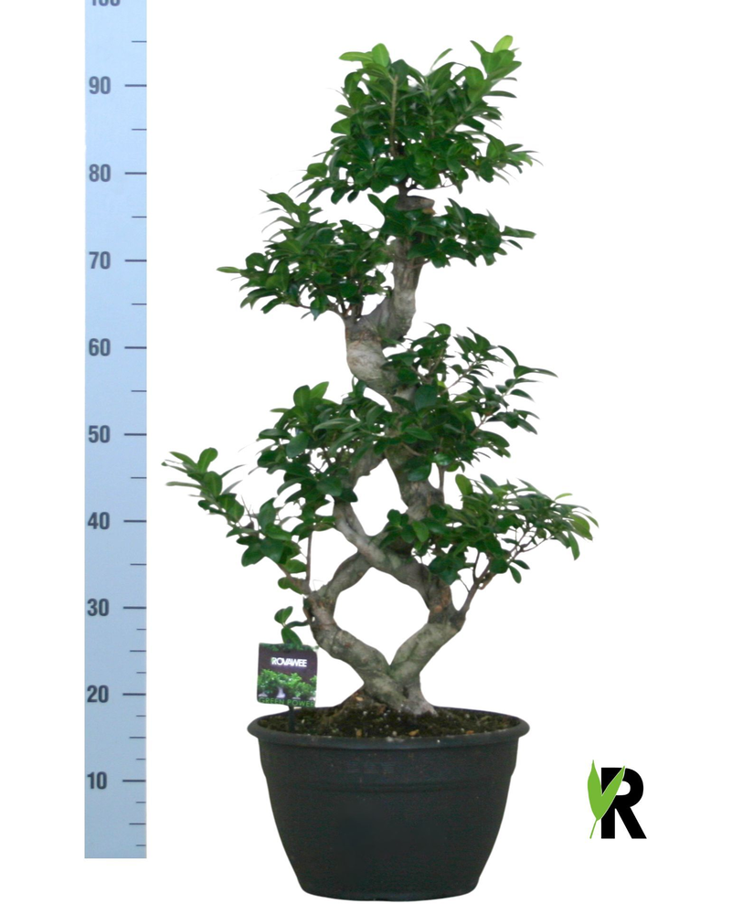 Ficus micr. 8-type.