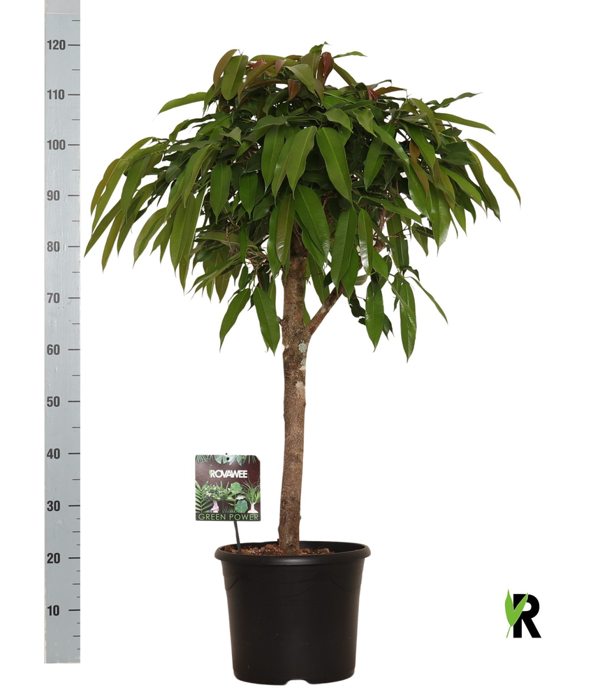 Ficus binnendijkii Amstel King bol op stam.