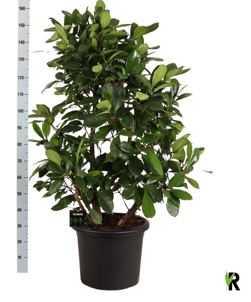 Ficus Cyathistipula vertakt.