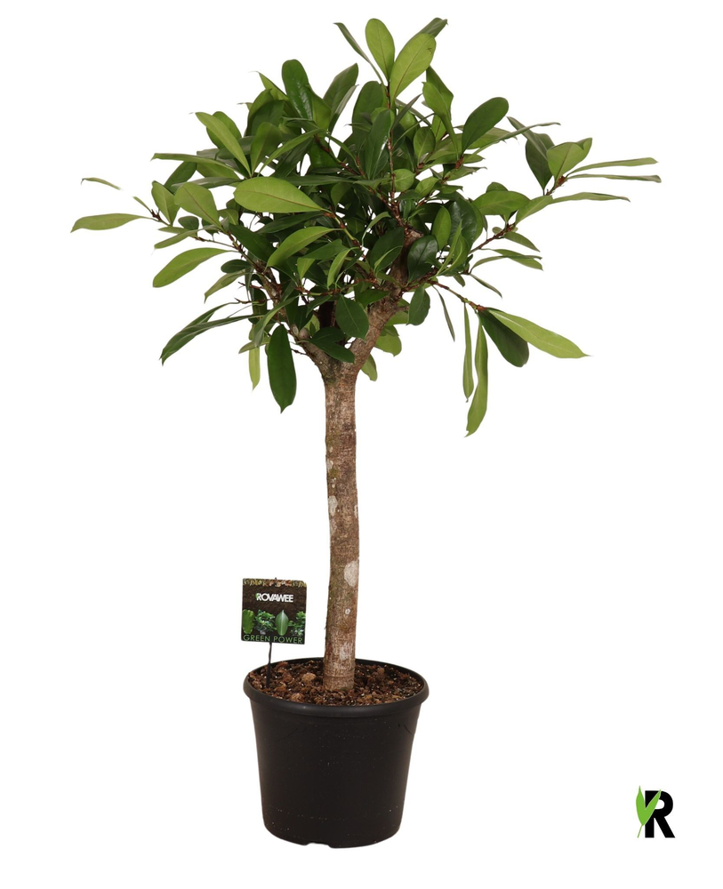 Ficus Cyathistipula op stam.