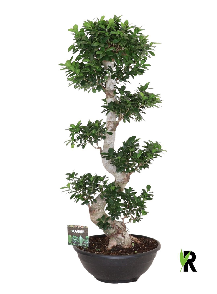 Ficus micr. S-type.