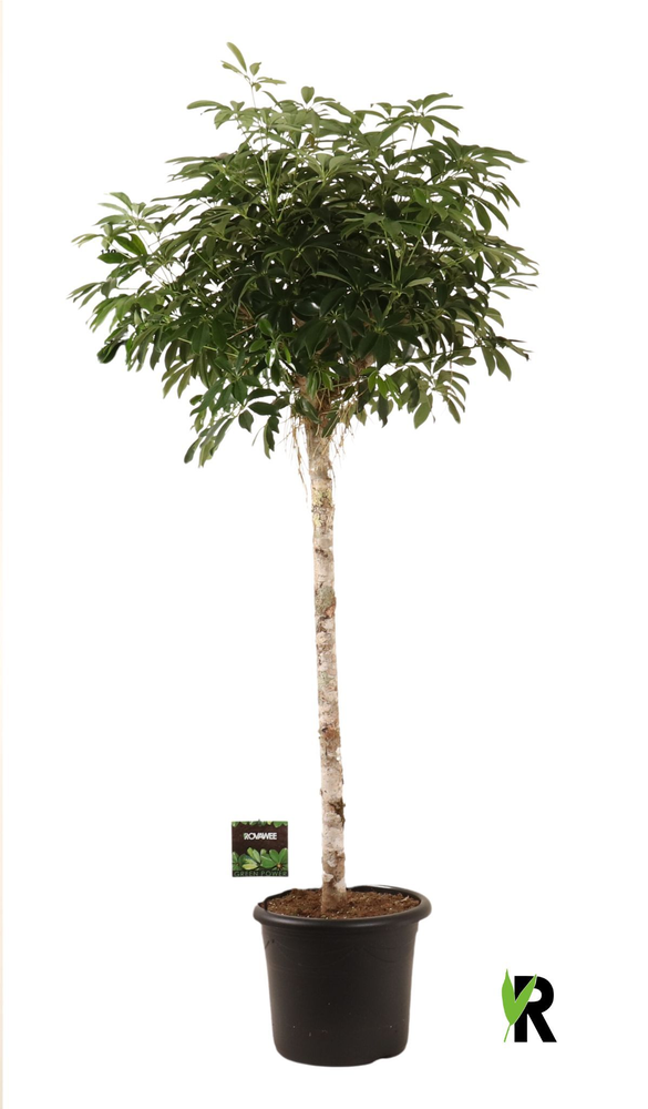 Schefflera arb. Compacta op stam.