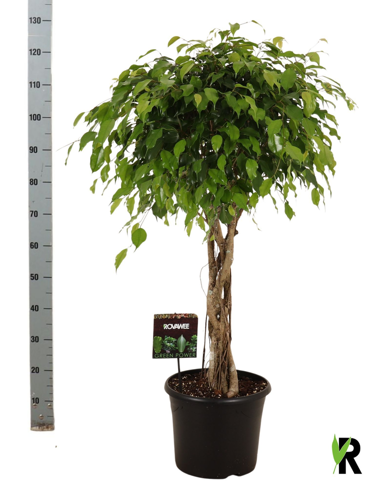 Ficus benj. Exotica melted braid.