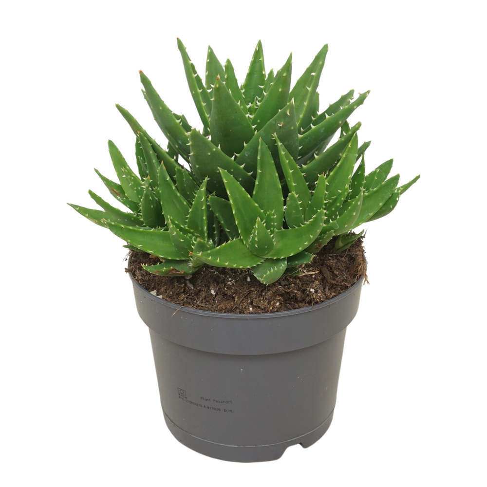 Aloë mitriformis 17 cm.