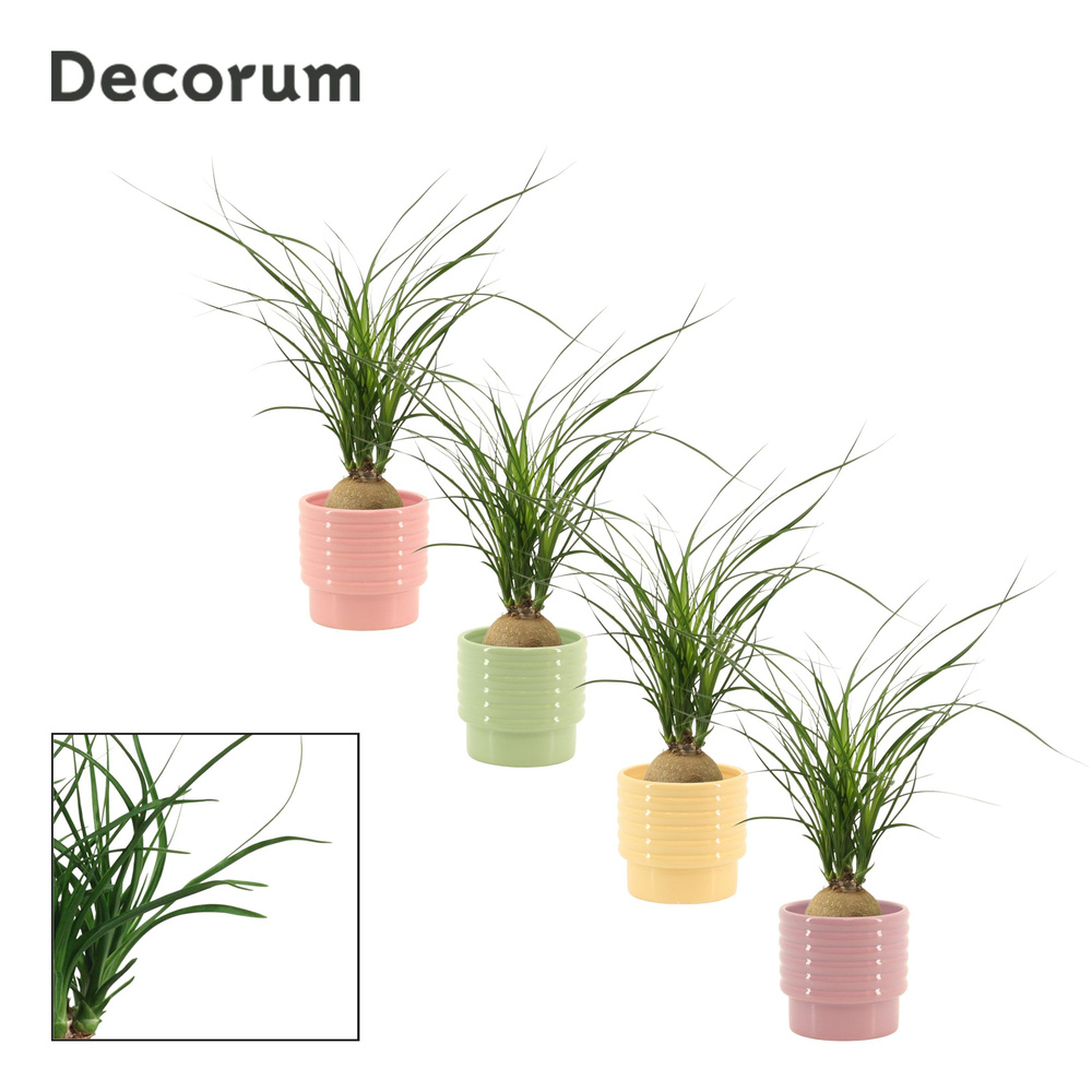 Beaucarnea bol 9 cm in Naemi (Tasty bubble-collect.