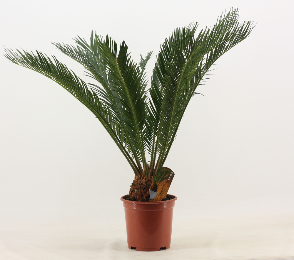 Cycas revoluta 19 cm, 10+ veren.