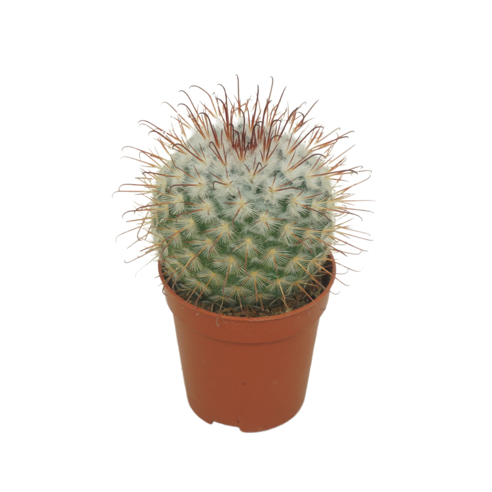 Mammillaria bombycina 5,5 cm.