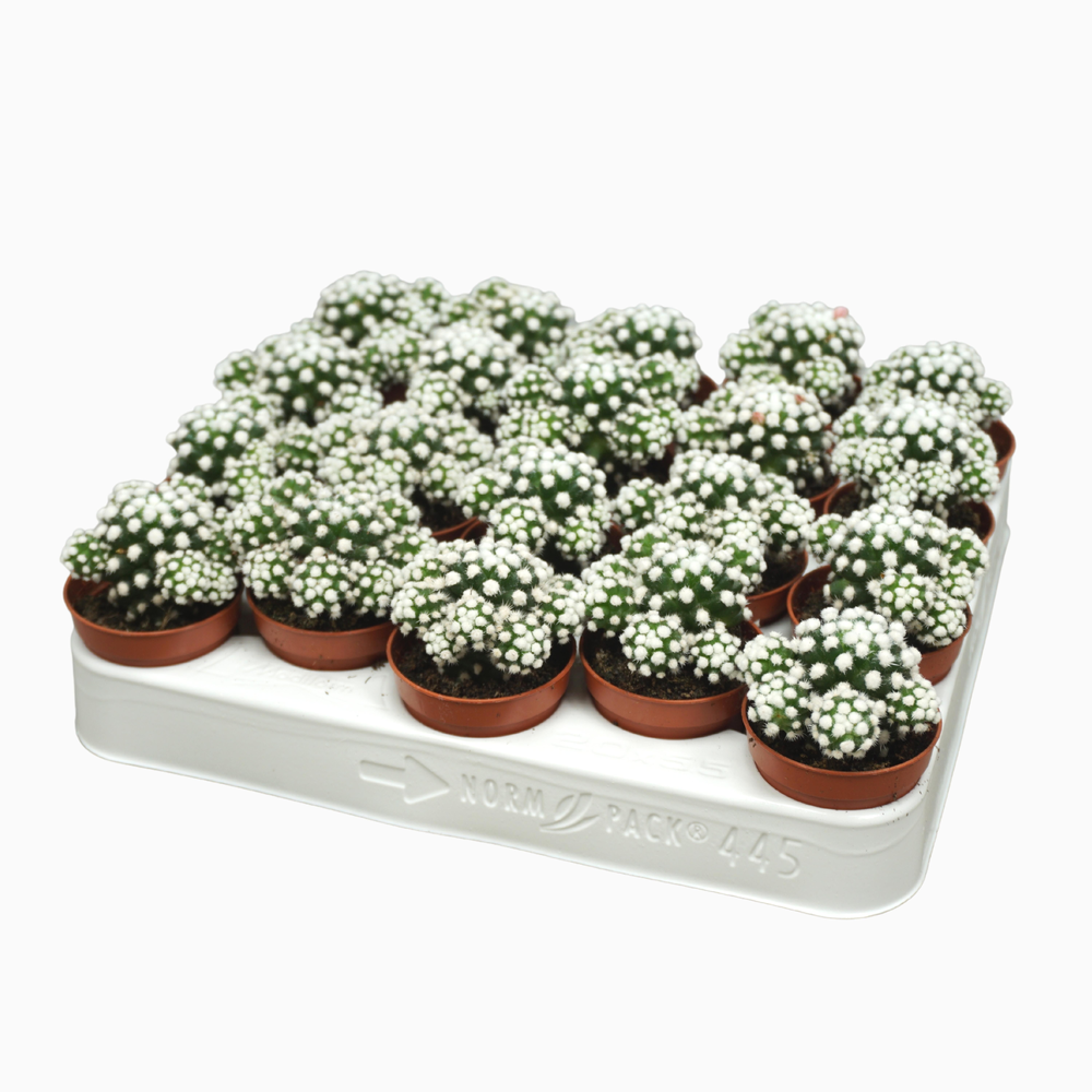 Mammillaria gracilis 'Snow cap' 5,5 cm.