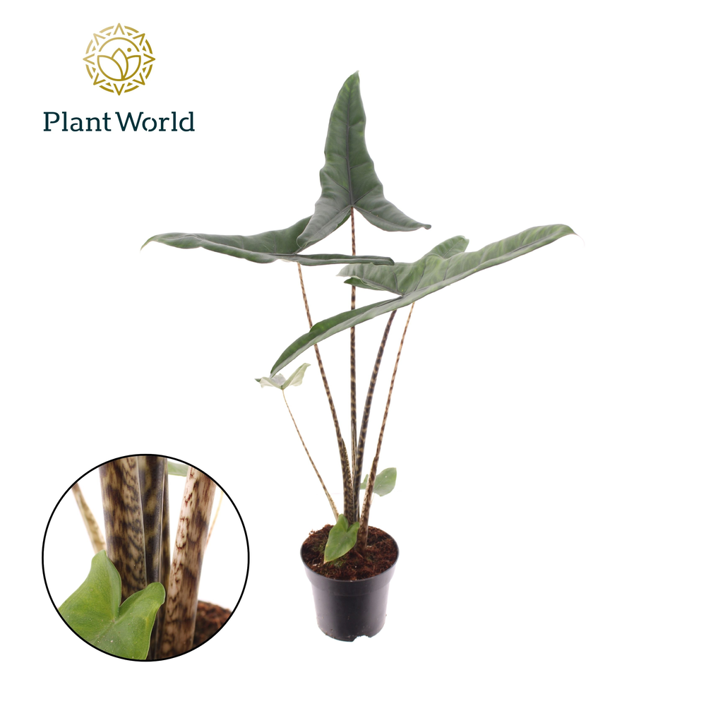 Alocasia Tigrina Superba.