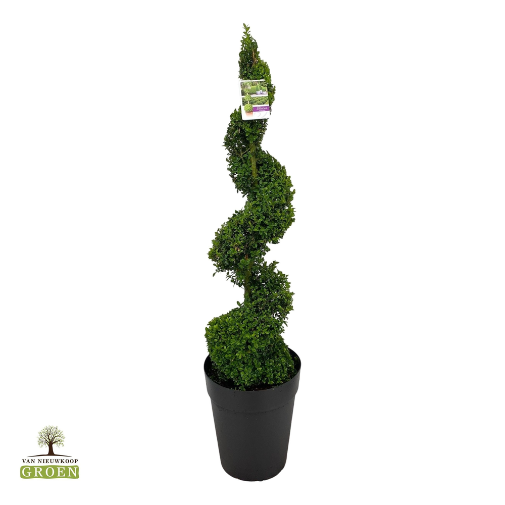 Buxus sempervirens Spiraal 120-140.