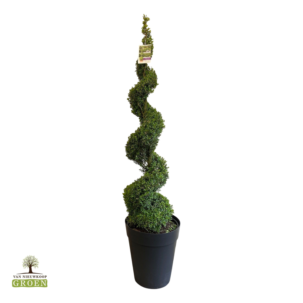 Buxus sempervirens Spiraal 160-180.