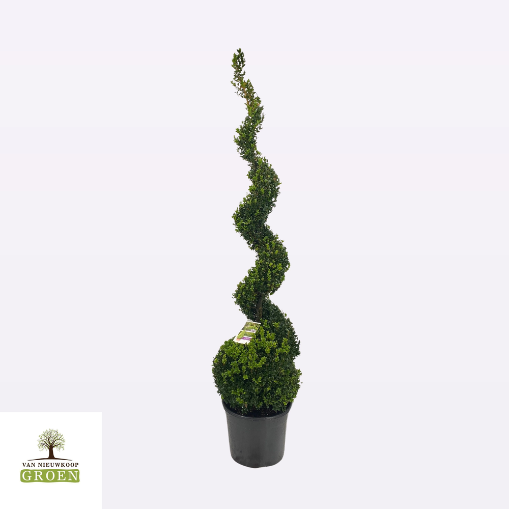 Buxus sempervirens Spiraal 120-140.