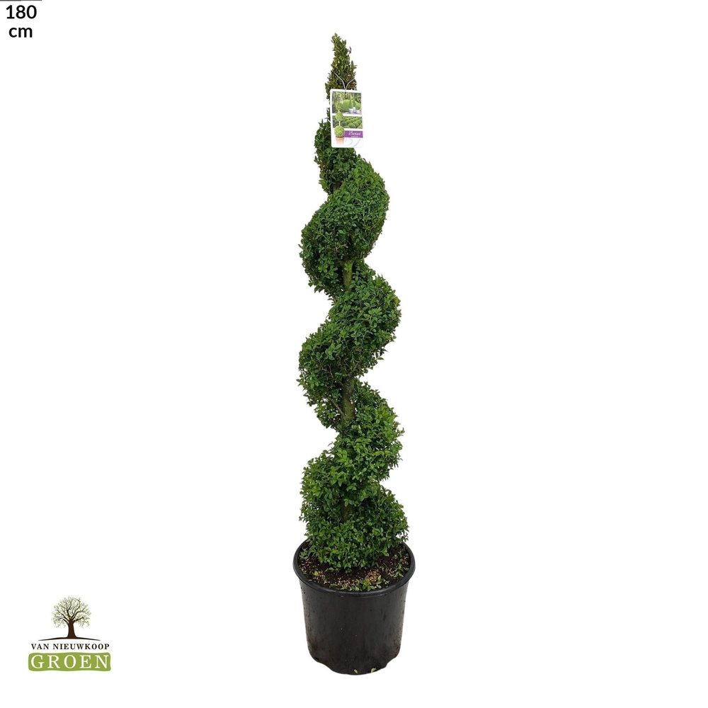 Buxus sempervirens Spiraal 140-160.