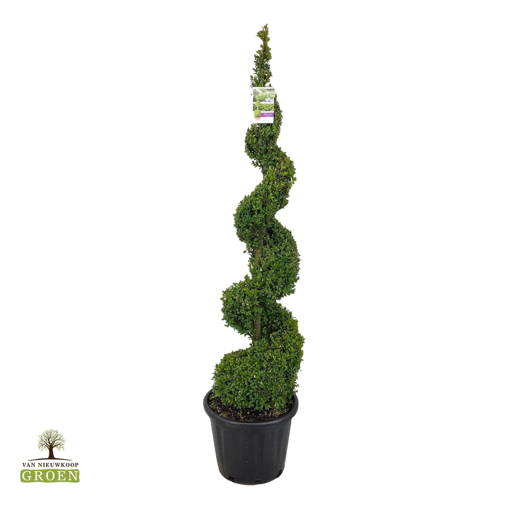 Buxus sempervirens Spiraal 160-180.
