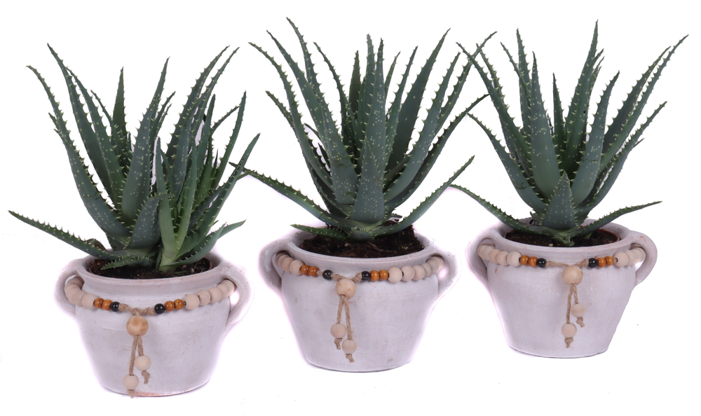 Aloe arborescens 12 cm in teno kruik.