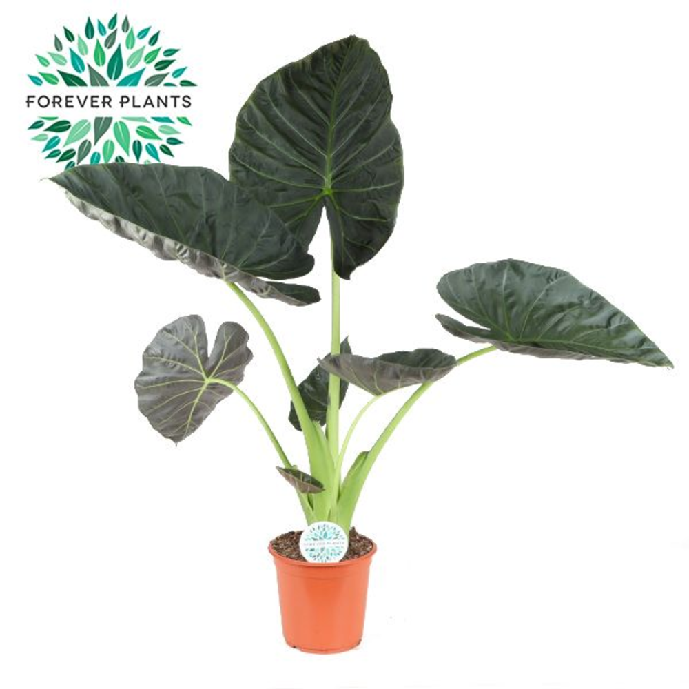 Alocasia Regal Shield p24.