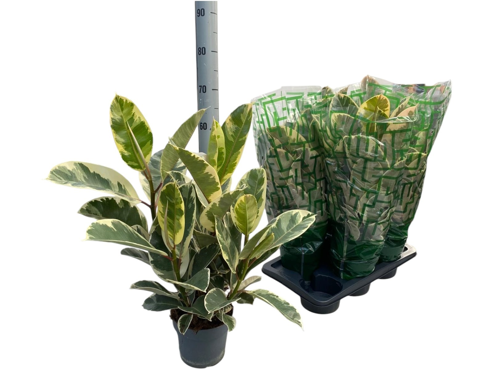 Ficus elastica Tineke Branch P17.
