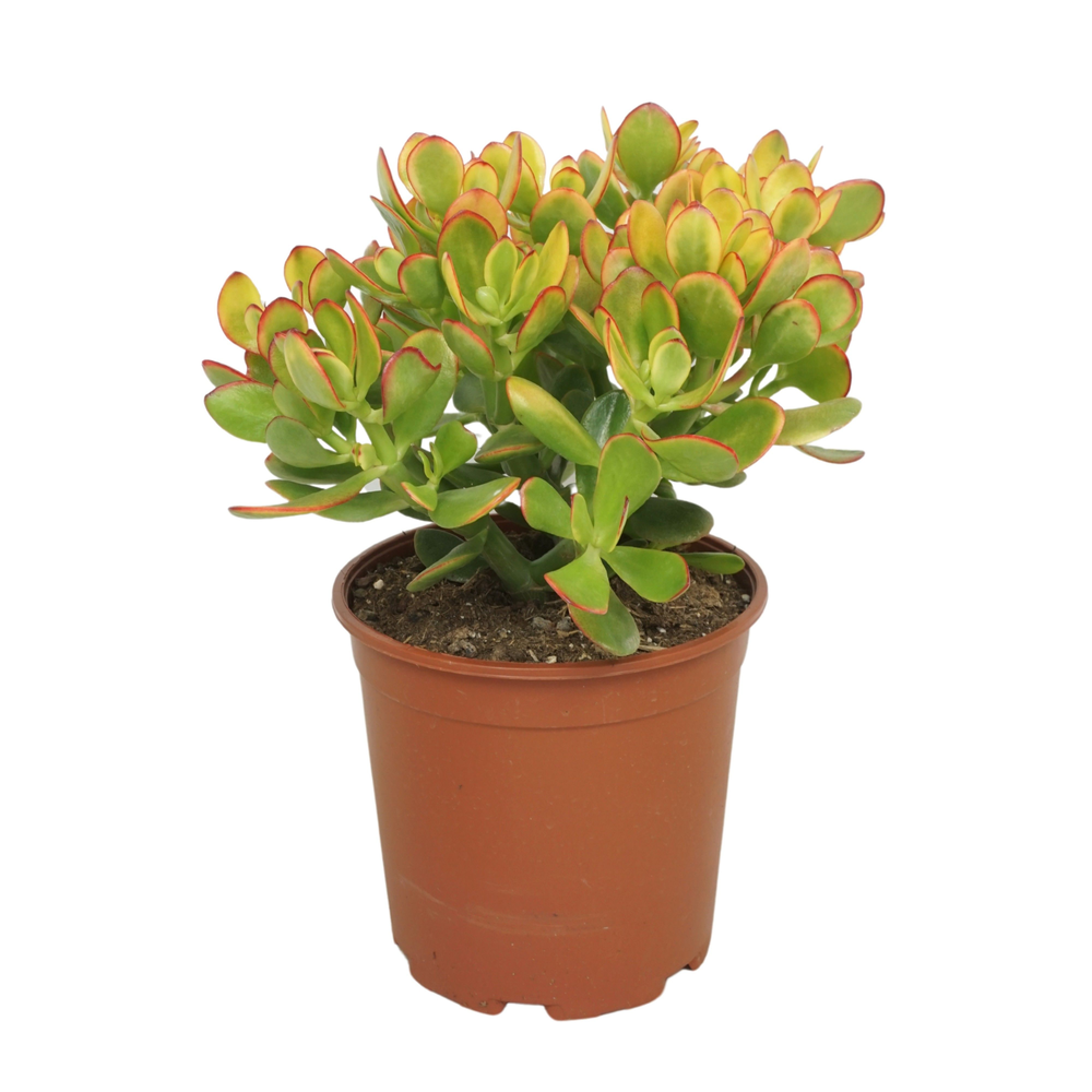 Crassula sunset 21 cm.