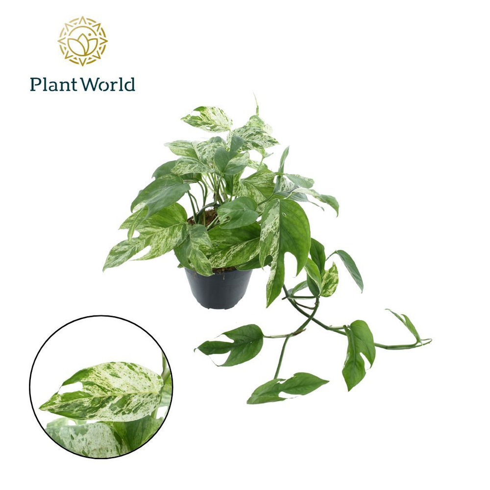 Epipremnum Marble king.