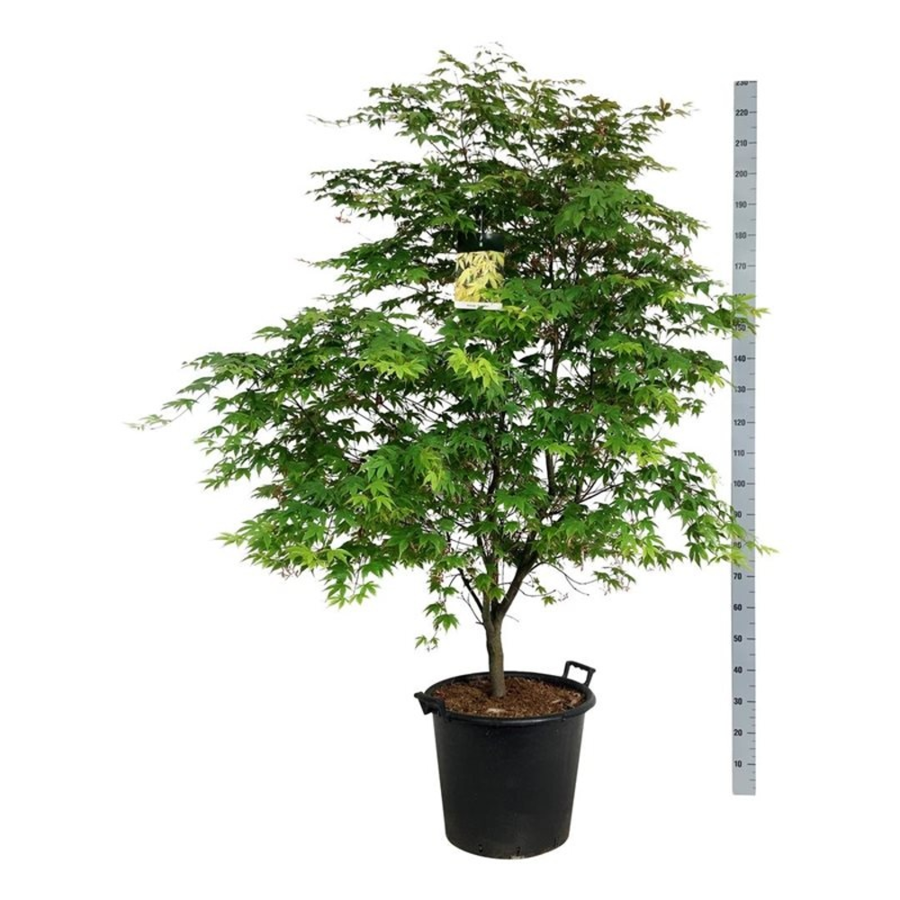 Acer pal. 'Osakazuki'.