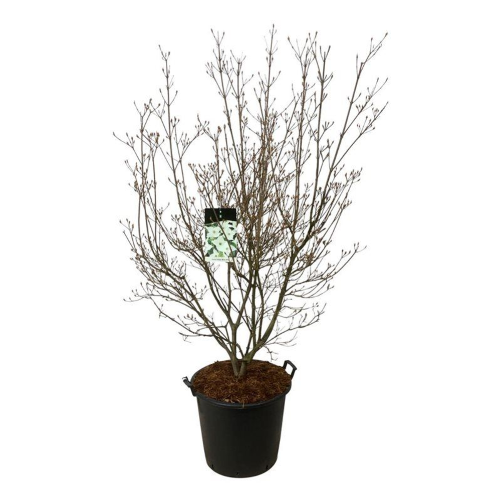 Cornus kousa 'Milky Way'.