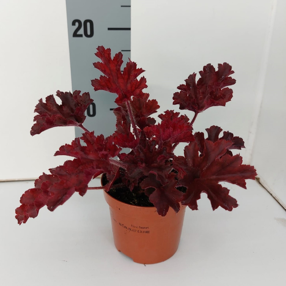 Heuchera Americana Melting Fire P9.