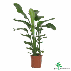 Strelitzia Nicolai .