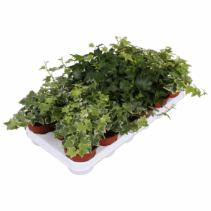 Hedera helix gemengd.