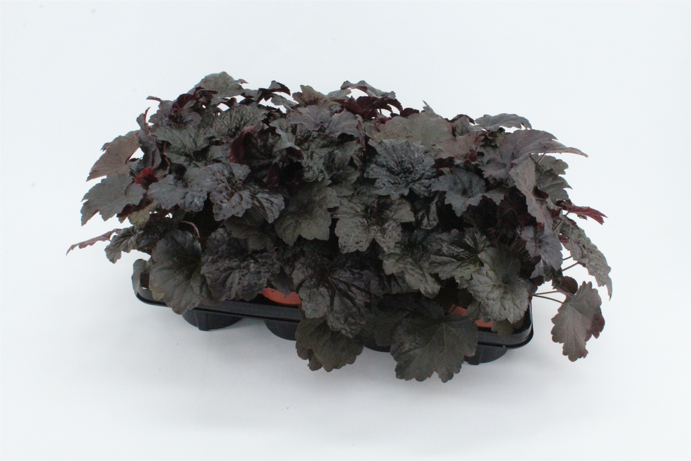 Heuchera Palace Purple.