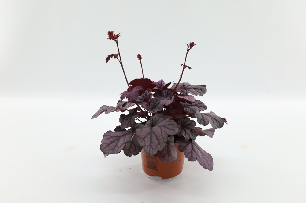 Heuchera Sugar Plum.