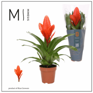 Mimesis Vriesea Intenso Orange - 12 cm.
