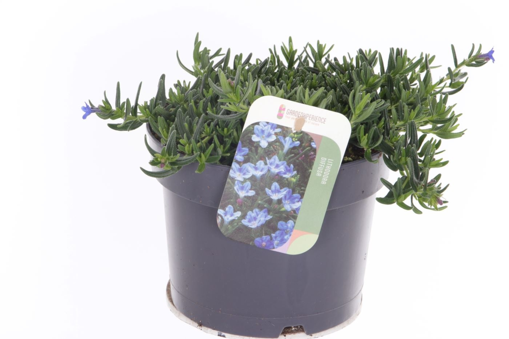 Lithodora diffusa Grace Ward.