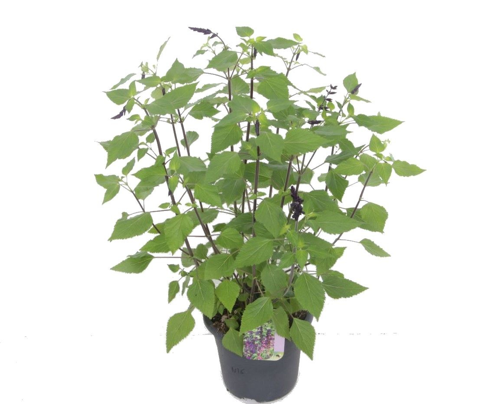 Salvia hybr. Black & Bloom.
