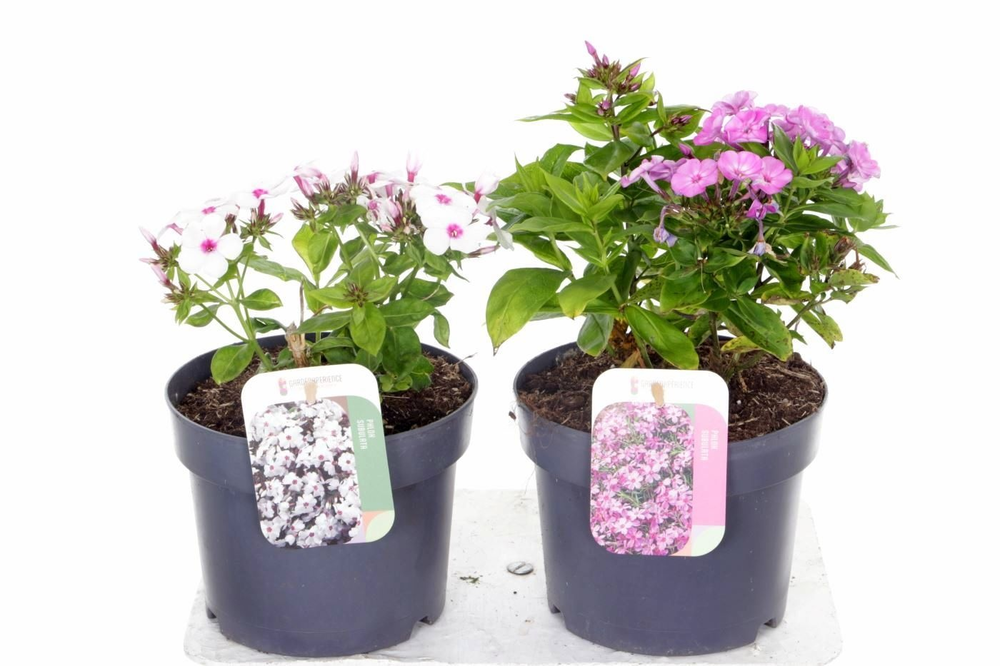 Phlox paniculata mix.