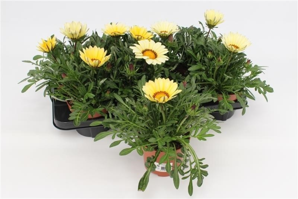 Gazania Big Kiss White.