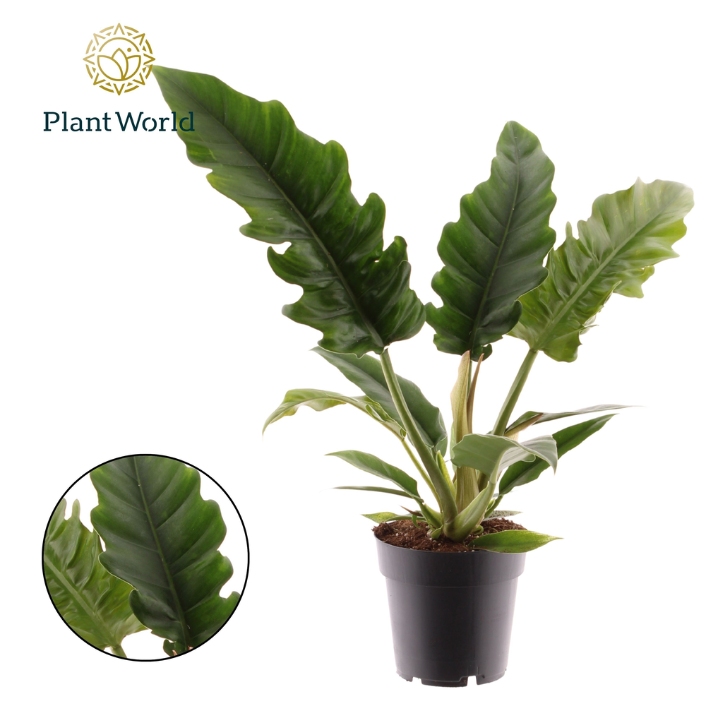 Philodendron Narrow Escape (Decorum).
