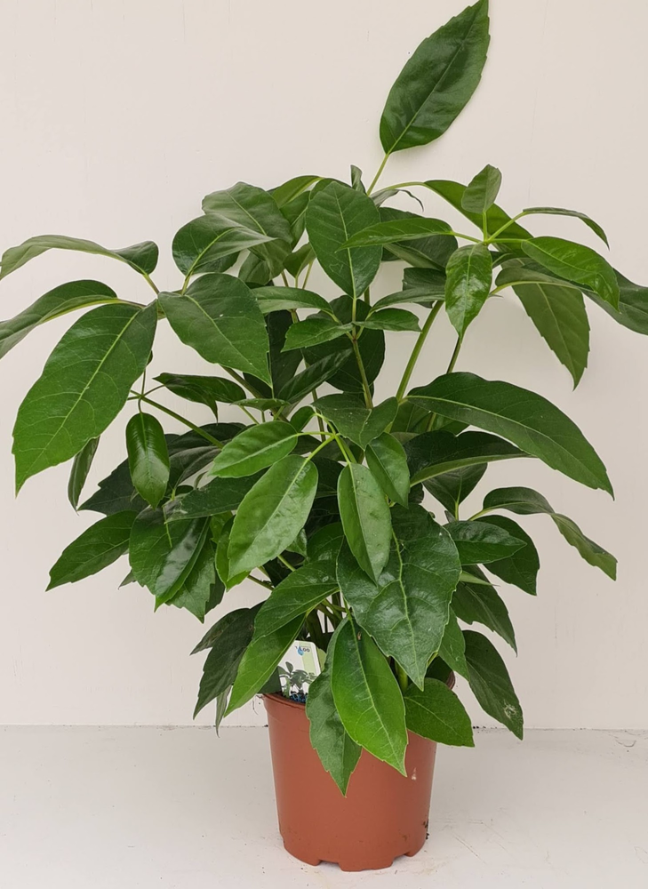 Schefflera Amate.