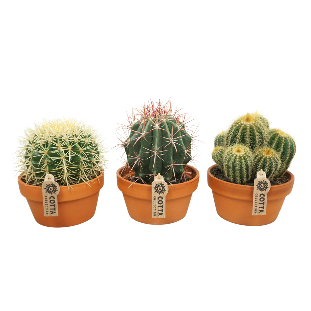 Bolcactus mix 17 cm.