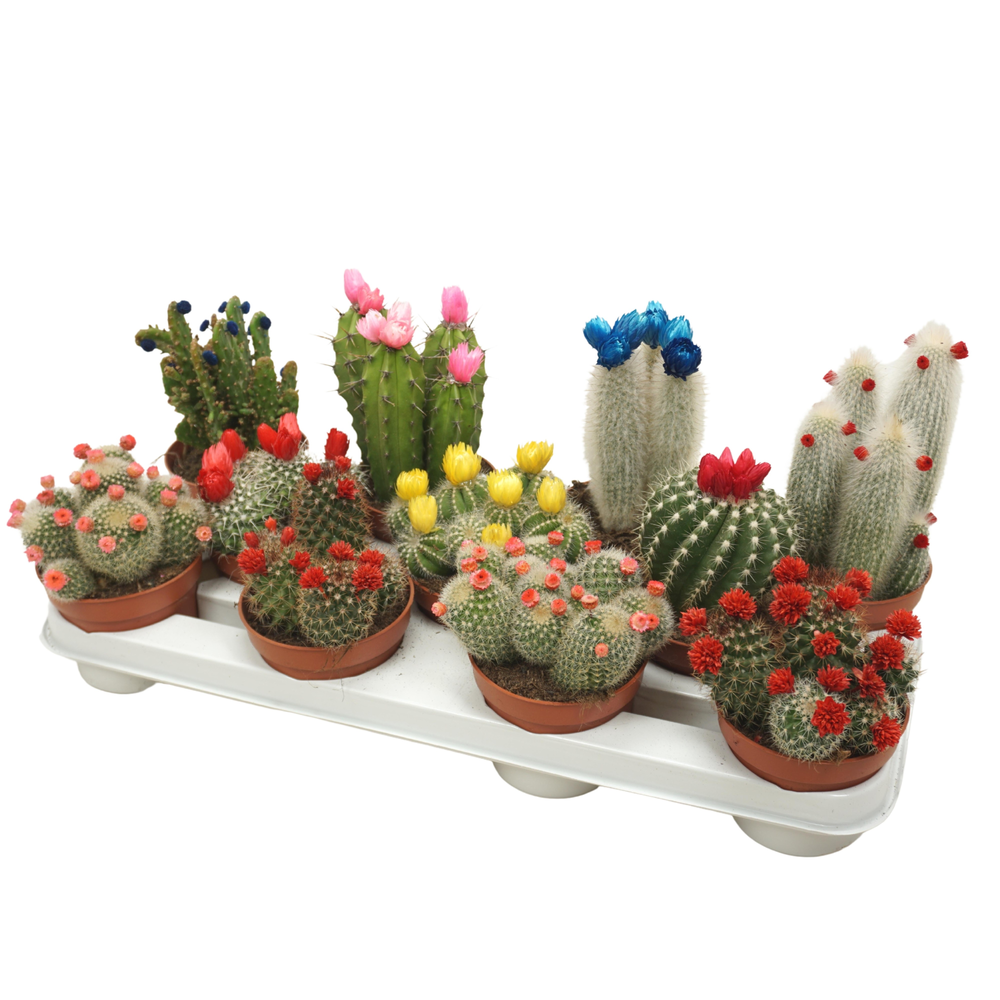 Cactus mix strobloem 10,5 cm.