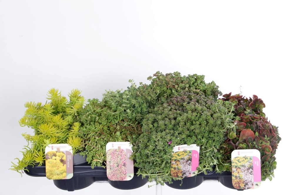 Sedum mix in tray.