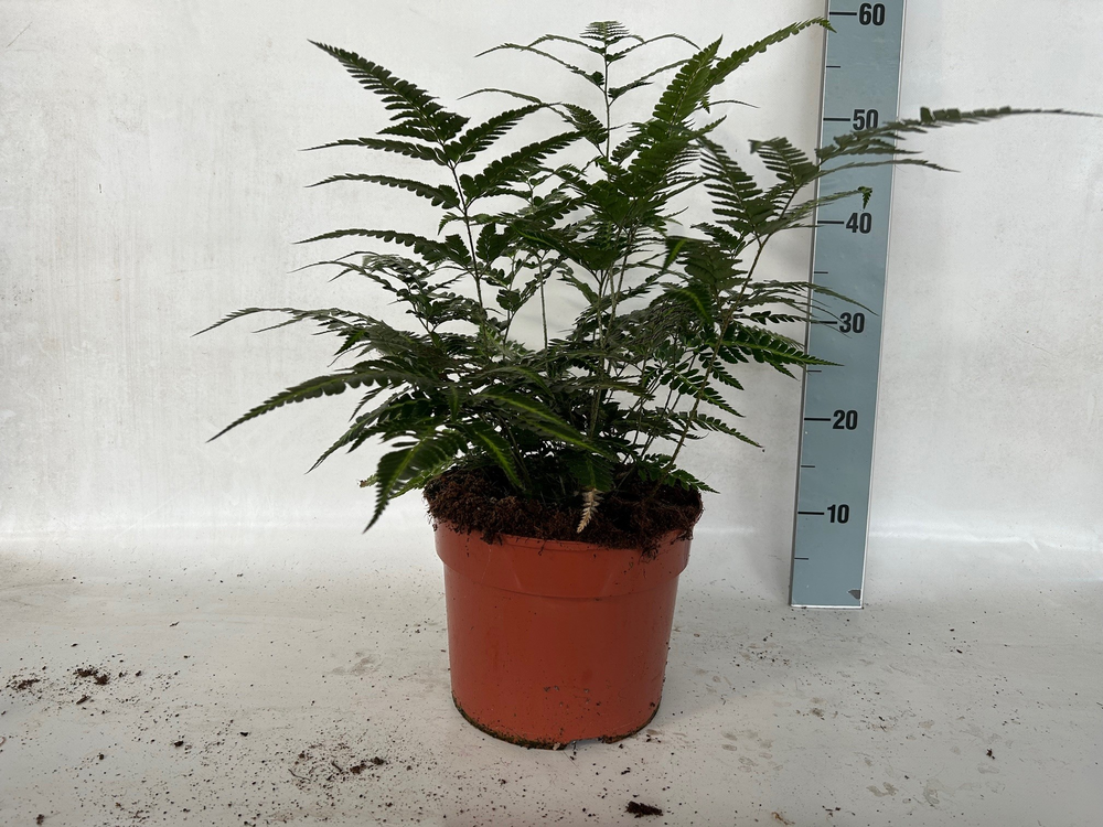 Athyrium Spicatum - De varen voor binnen en buiten.