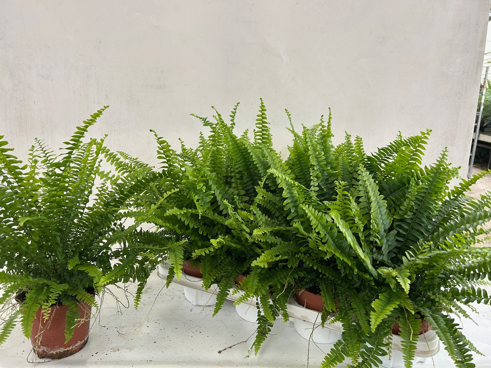 Nephrolepis Green Lady GEEN hoes.