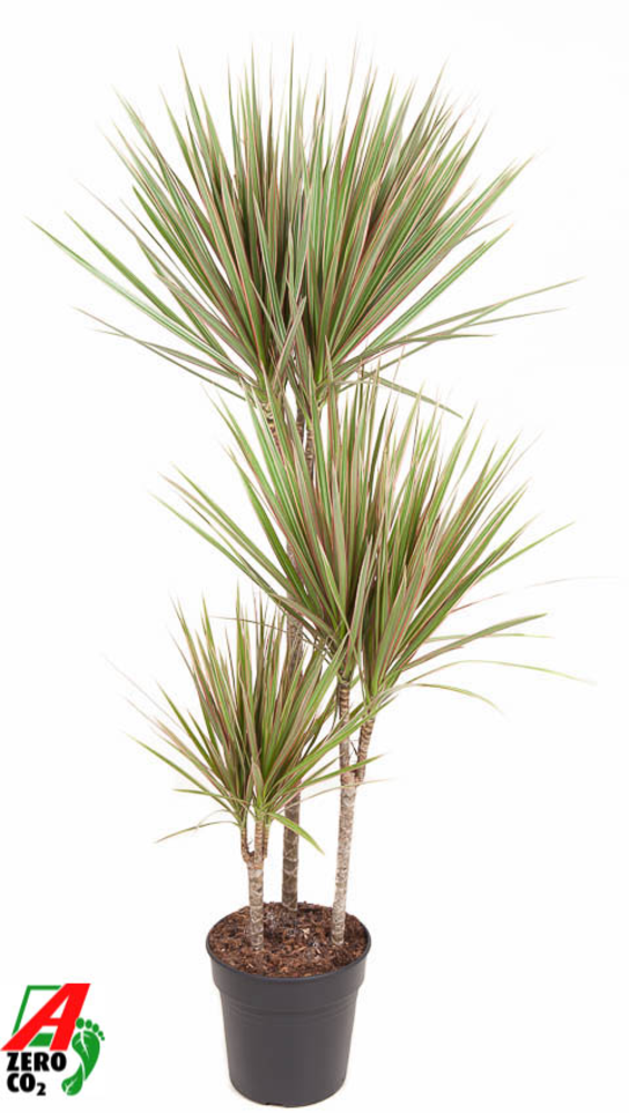 Dracaena Bicolor 60-30-15.