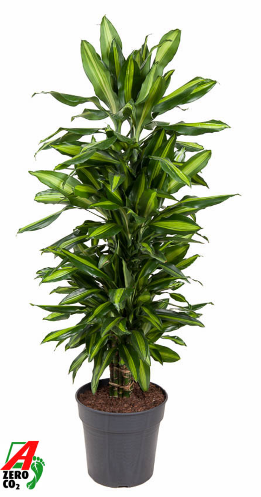 Dracaena Cintho vertakt P27.