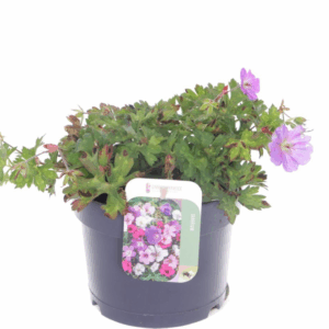 Geranium Rozanne.