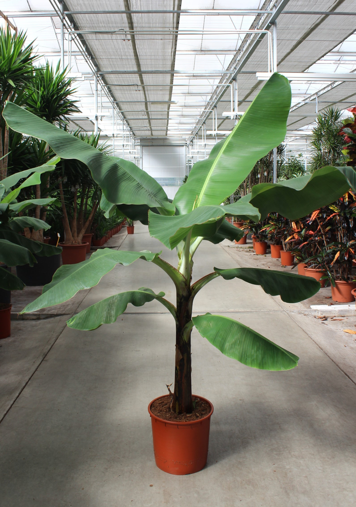 Musa 'Dwarf Cavendish'.