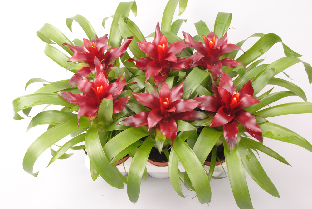 Guzmania Intro.