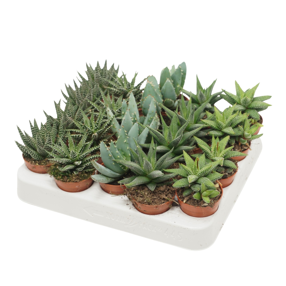 Aloë/Haworthia mix 5,5 cm.