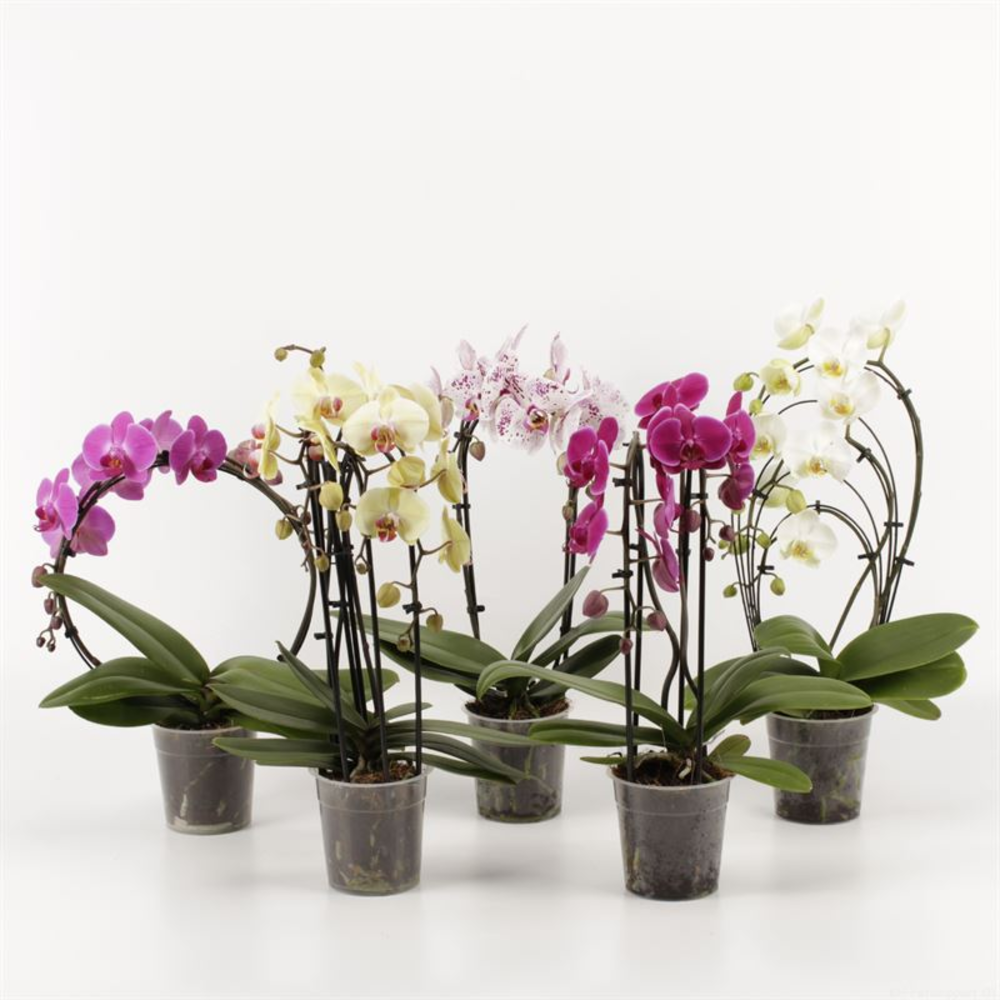 Phalaenopsis overig Shapes mix.