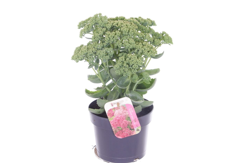 Sedum Herbstfreude.